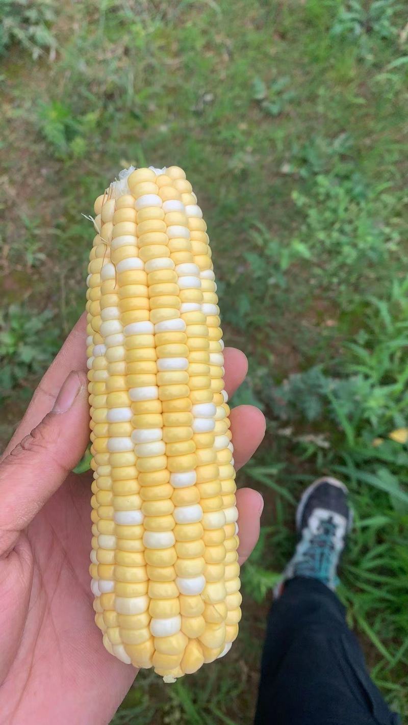 花甜水果玉米