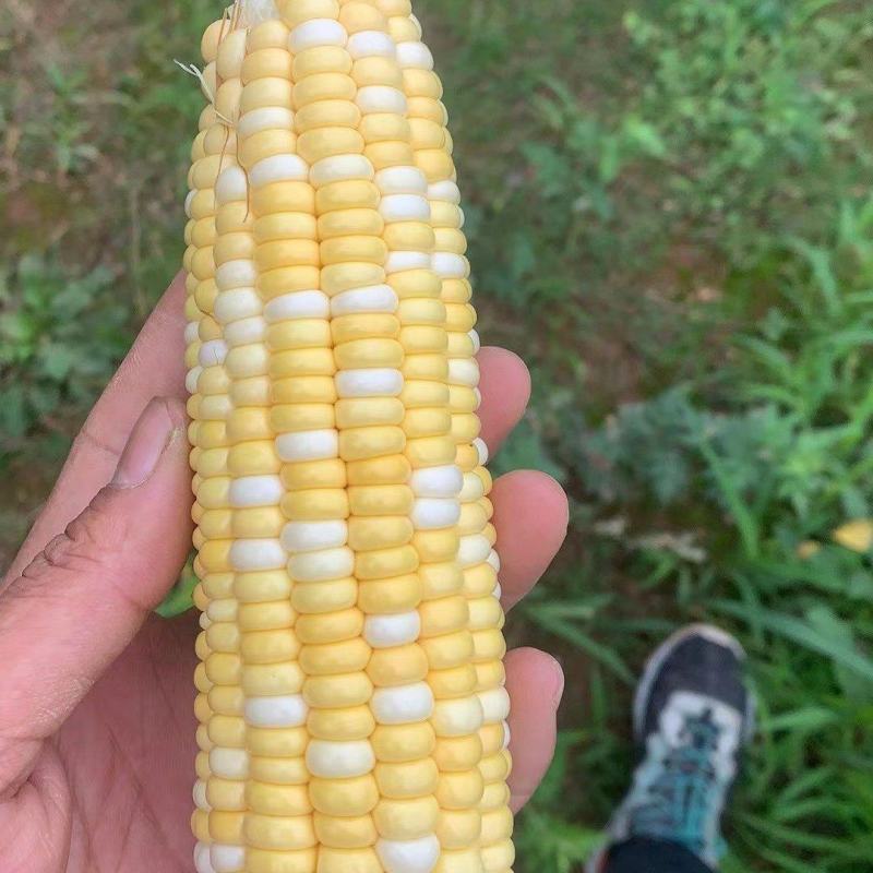 花甜水果玉米