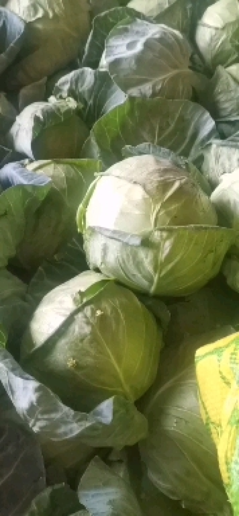 紫甘蓝