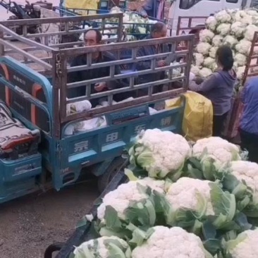 紫甘蓝