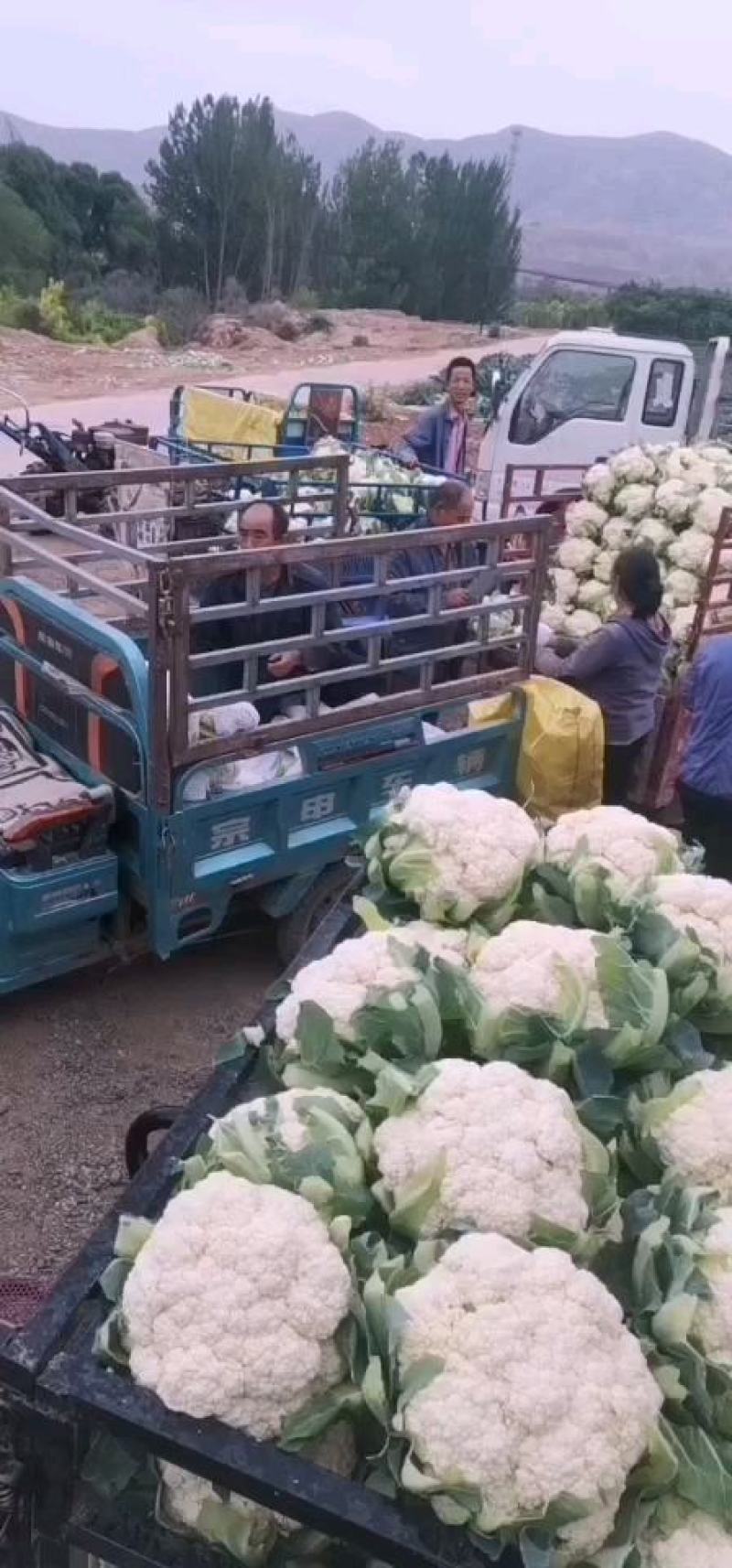 紫甘蓝
