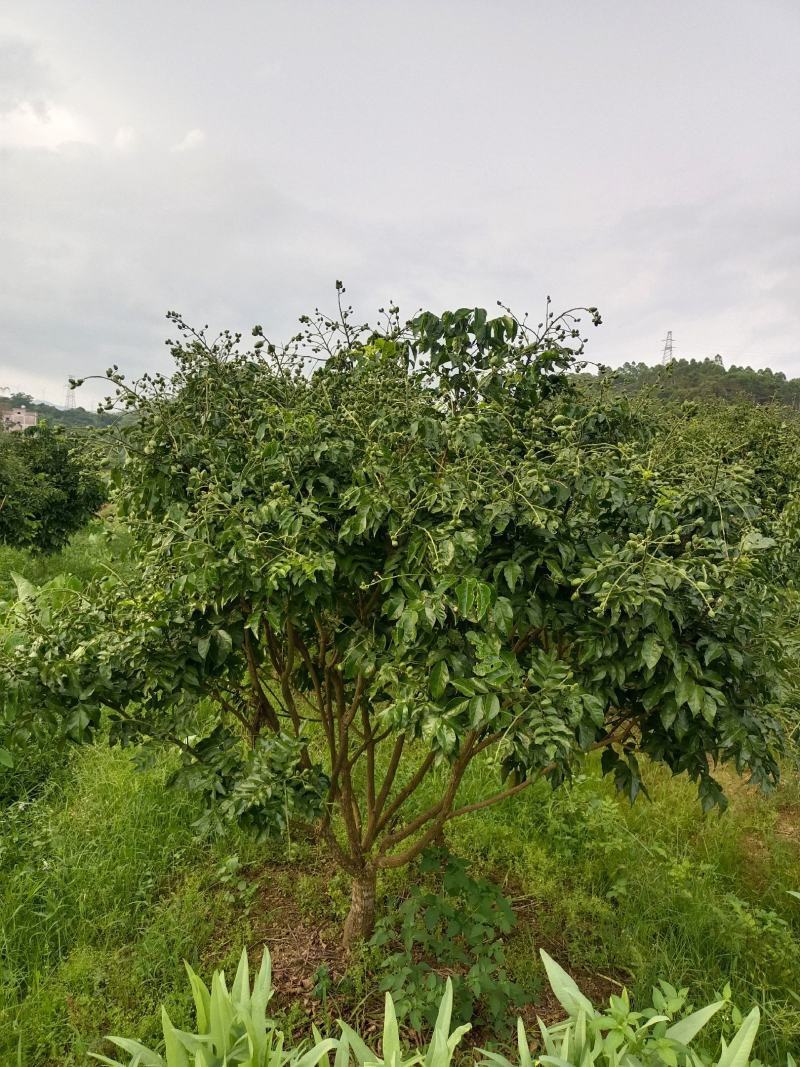 广西正宗，黑金刚黄皮果苗