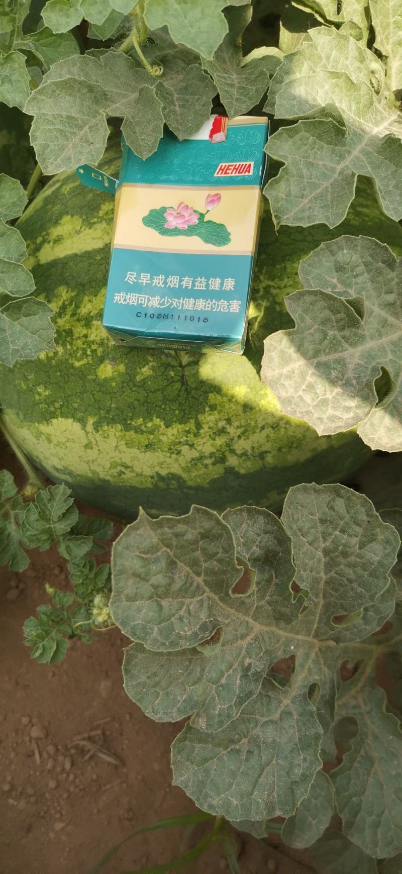 美都，无籽西瓜翠宝，