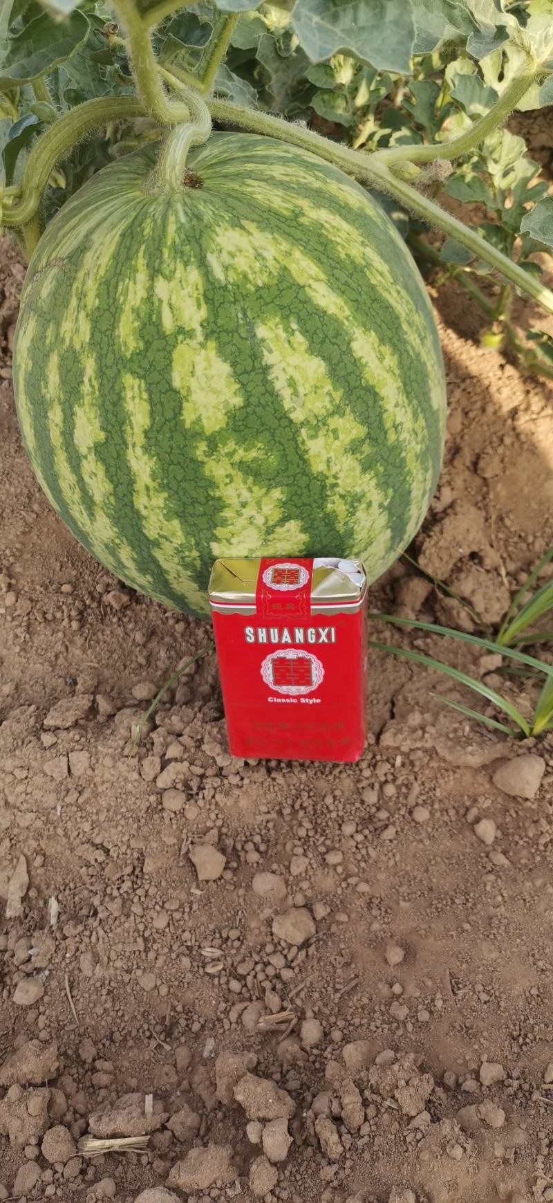 美都，无籽西瓜翠宝，