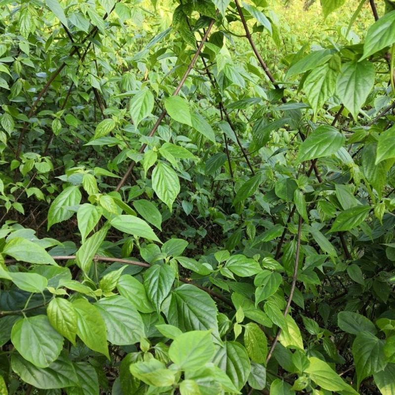 神仙豆腐树苗翡翠豆腐树苗豆腐柴树苗神仙