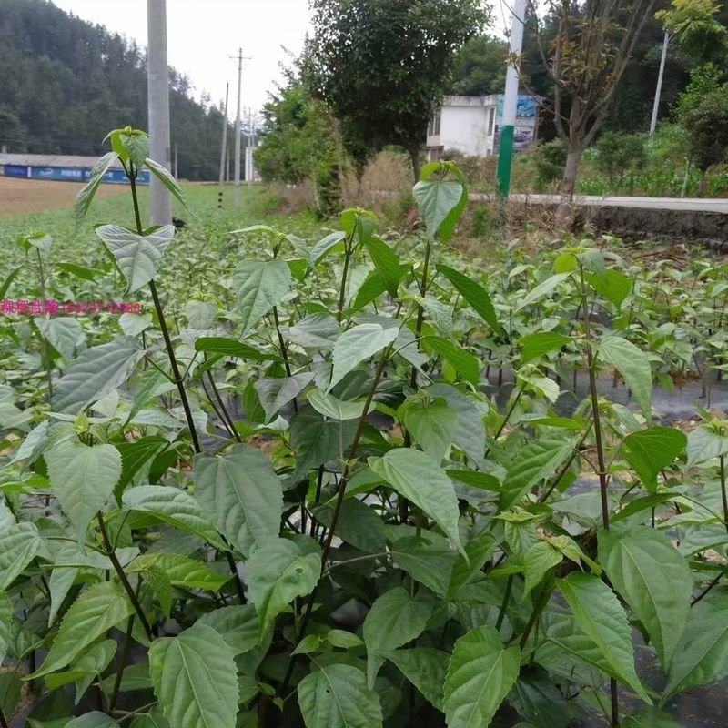 神仙豆腐树苗翡翠豆腐树苗豆腐柴树苗神仙