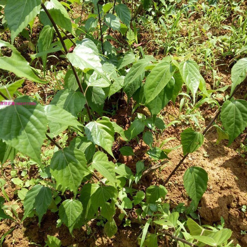 神仙豆腐树苗翡翠豆腐树苗豆腐柴树苗神仙