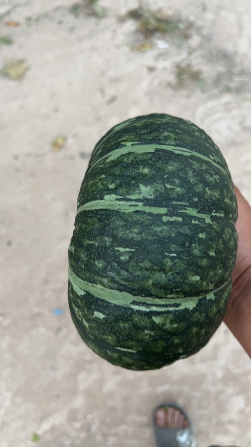 板栗南瓜，贝贝南瓜，银栗，一手货源，可供团购市场电商供