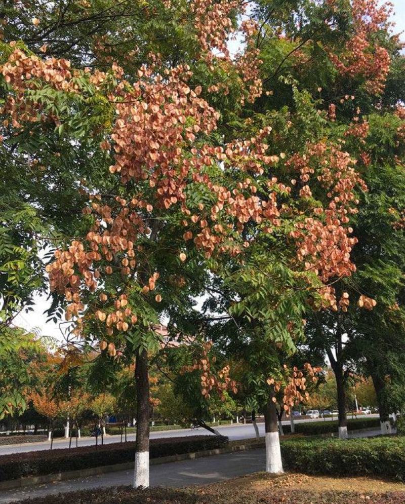 新采栾树种子黄山栾种子花木北京栾种子南栾北栾种子