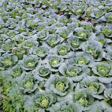 山地娃娃菜