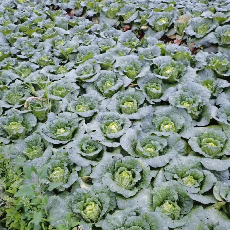 山地娃娃菜