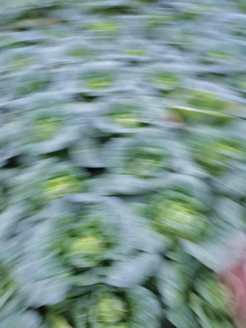 山地娃娃菜