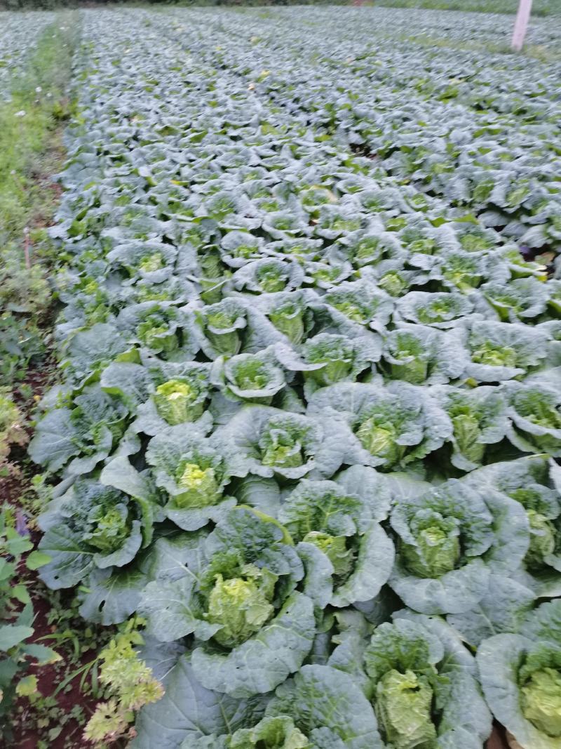山地娃娃菜