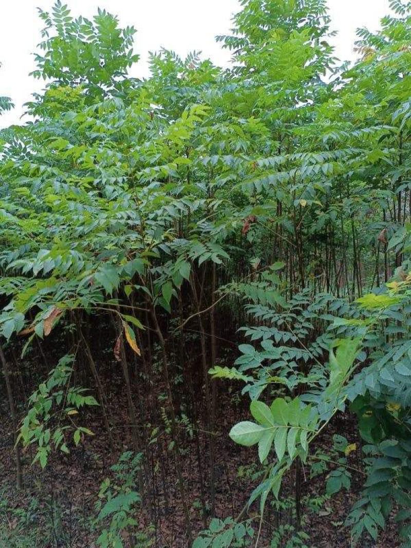 栾树苗黄山栾北京栾园林绿化苗木行道树栾树树苗