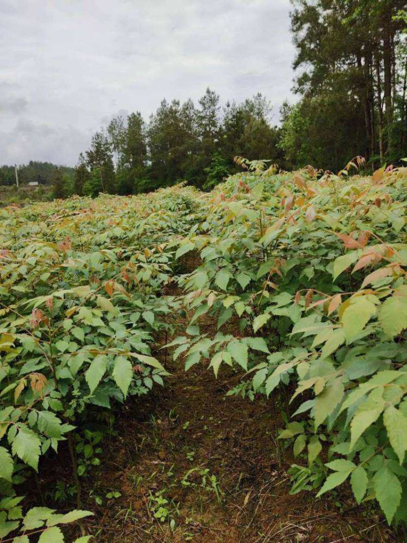 栾树苗黄山栾北京栾园林绿化苗木行道树栾树树苗