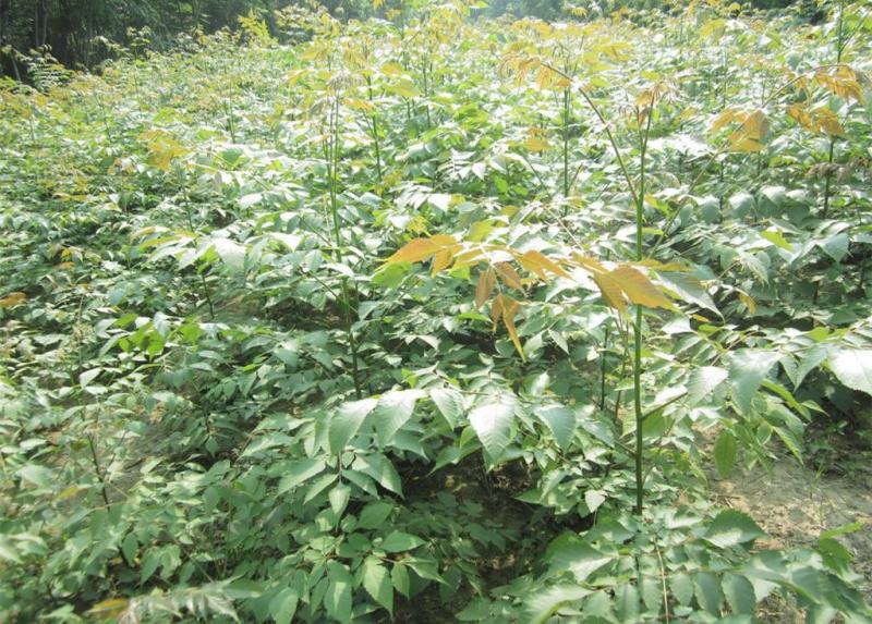 栾树苗黄山栾北京栾园林绿化苗木行道树栾树树苗