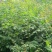 栾树苗黄山栾北京栾园林绿化苗木行道树栾树树苗