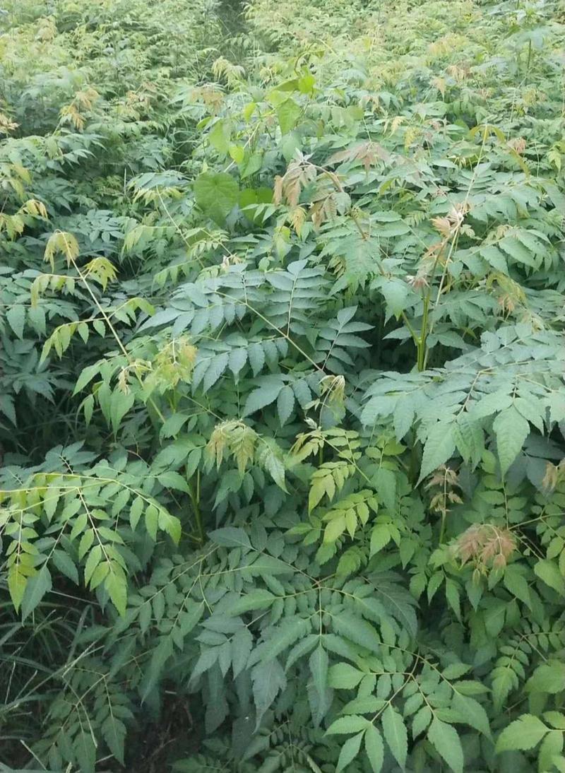 栾树苗黄山栾北京栾园林绿化苗木行道树栾树树苗