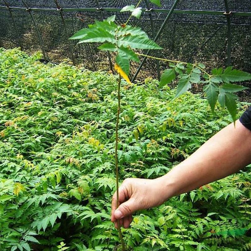 栾树苗黄山栾北京栾园林绿化苗木行道树栾树树苗