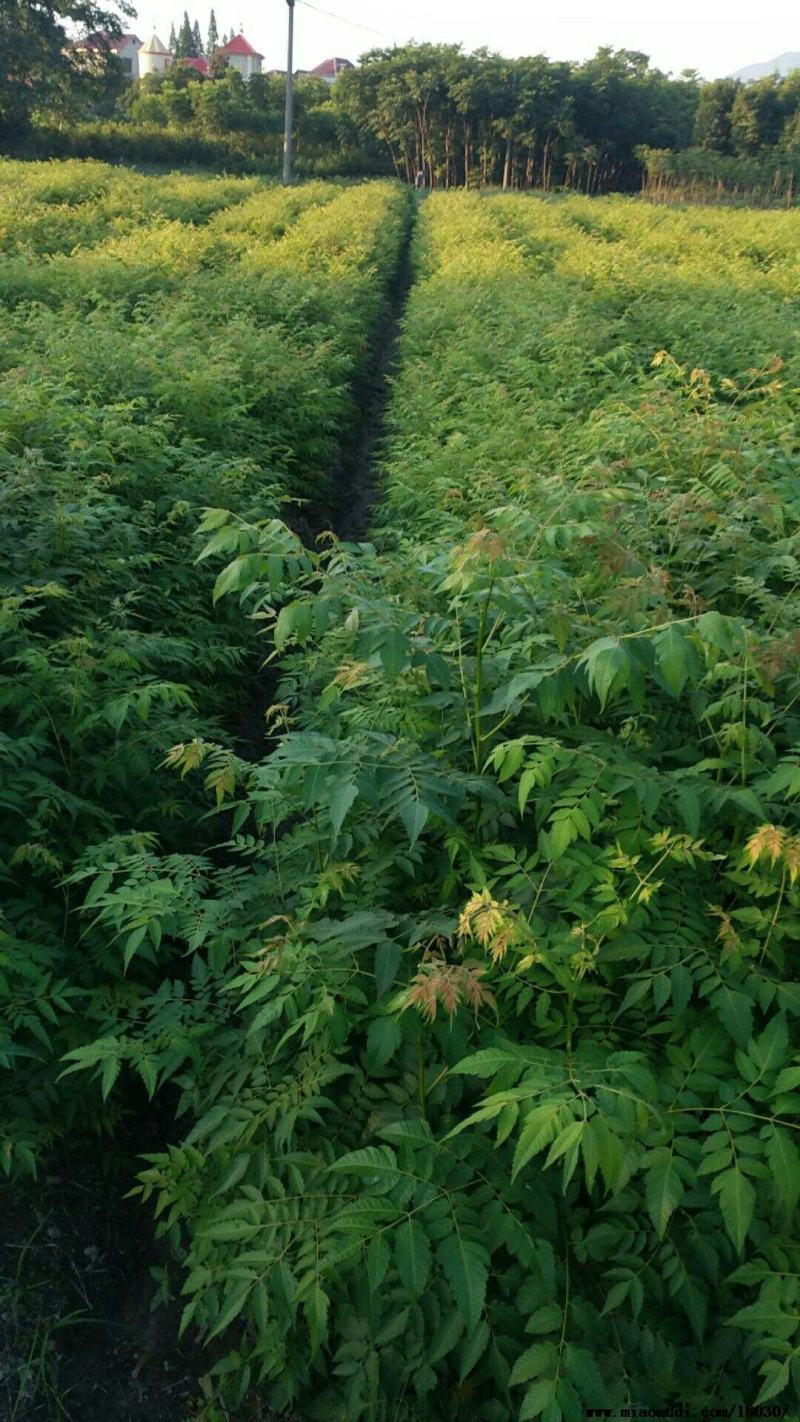 栾树苗黄山栾北京栾园林绿化苗木行道树栾树树苗
