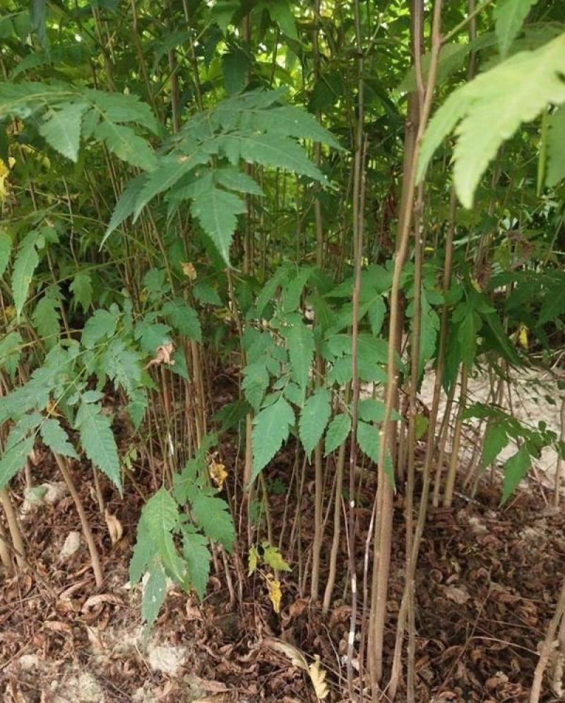 栾树苗黄山栾北京栾园林绿化苗木行道树栾树树苗