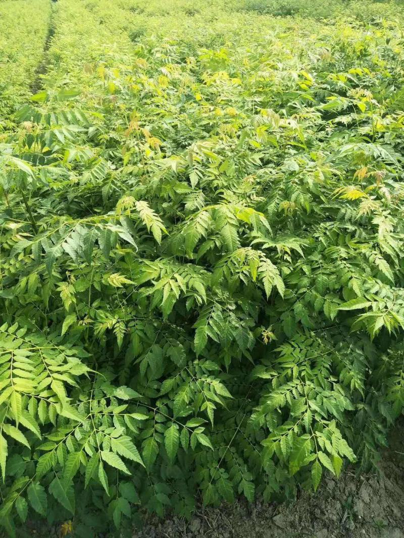栾树苗黄山栾北京栾园林绿化苗木行道树栾树树苗