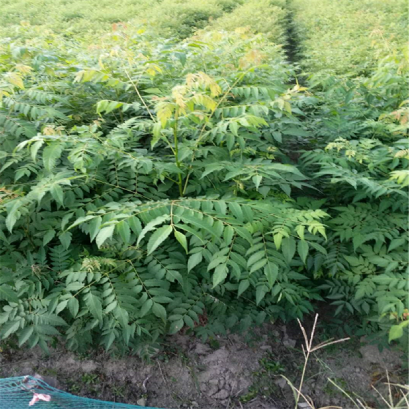 栾树苗黄山栾北京栾园林绿化苗木行道树栾树树苗