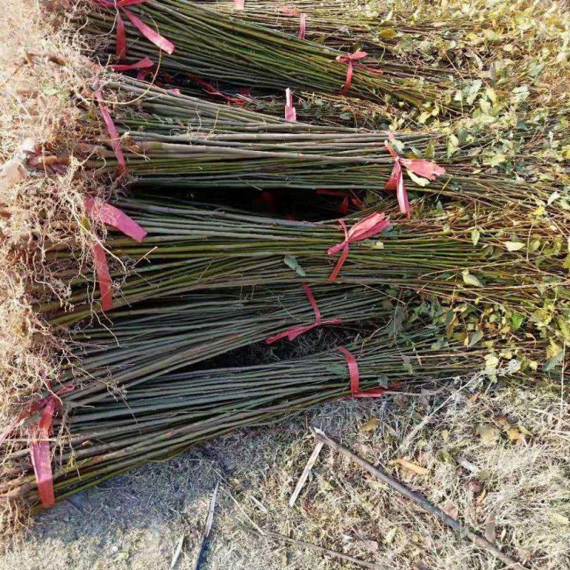 栾树苗黄山栾北京栾园林绿化苗木行道树栾树树苗