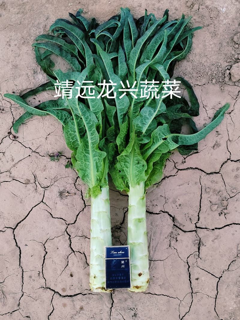 【热销】甘肃靖远红叶莴笋大量上市无裂无空质量上陈