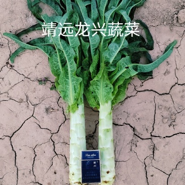 【热销】甘肃靖远红叶莴笋大量上市无裂无空质量上陈