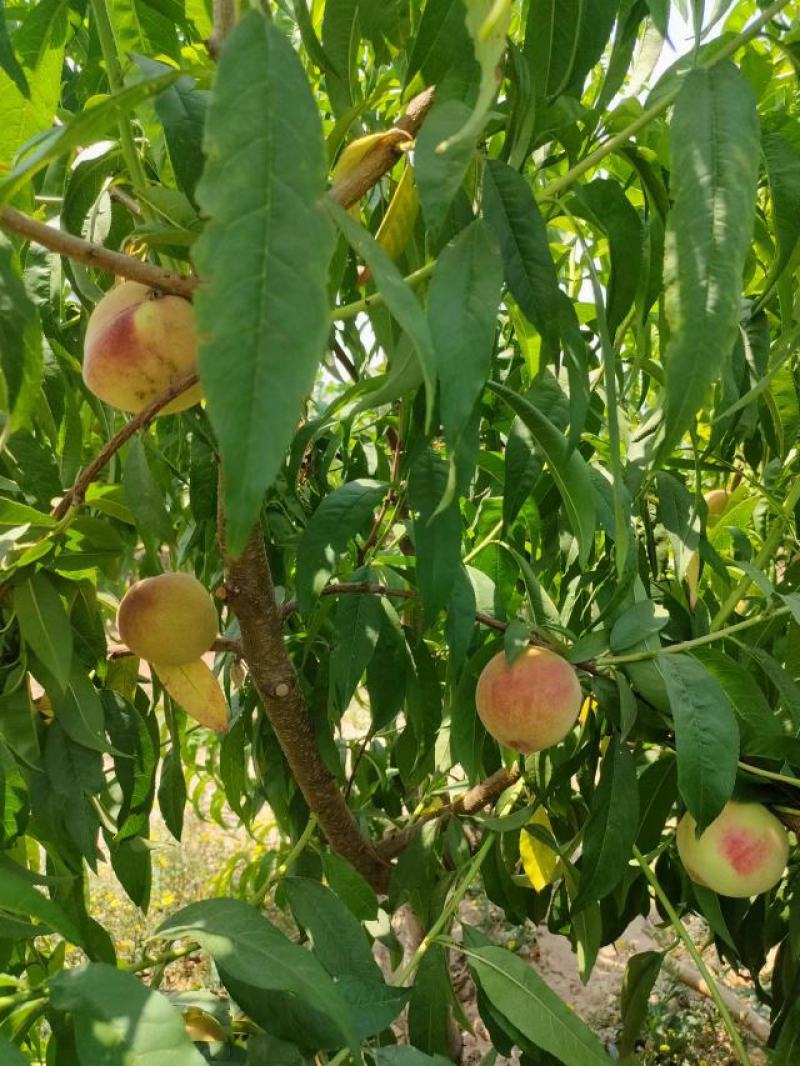 春丽水果基地价格美丽