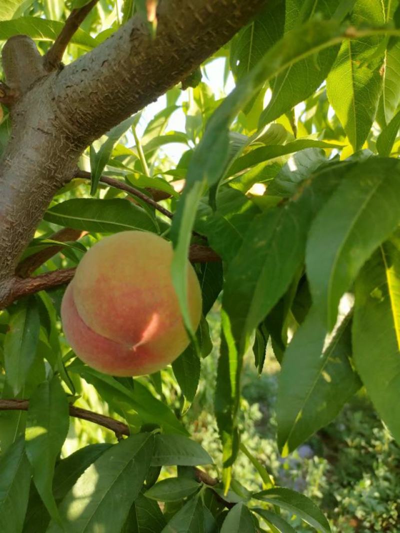 春丽水果基地价格美丽