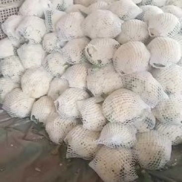 青梗，白面有机花