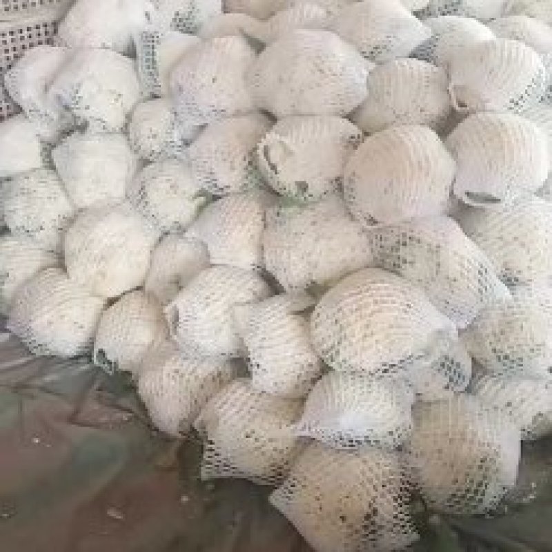 青梗，白面有机花