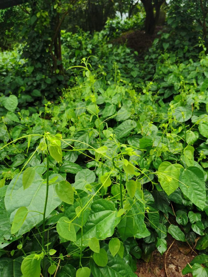 赤苍藤