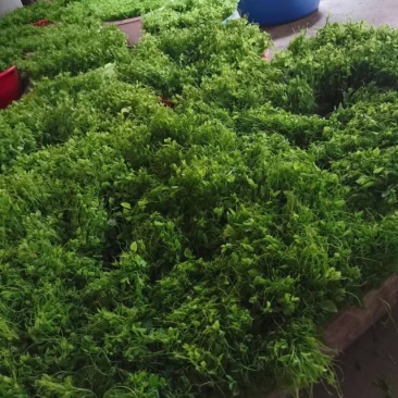 赤苍藤