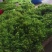 赤苍藤