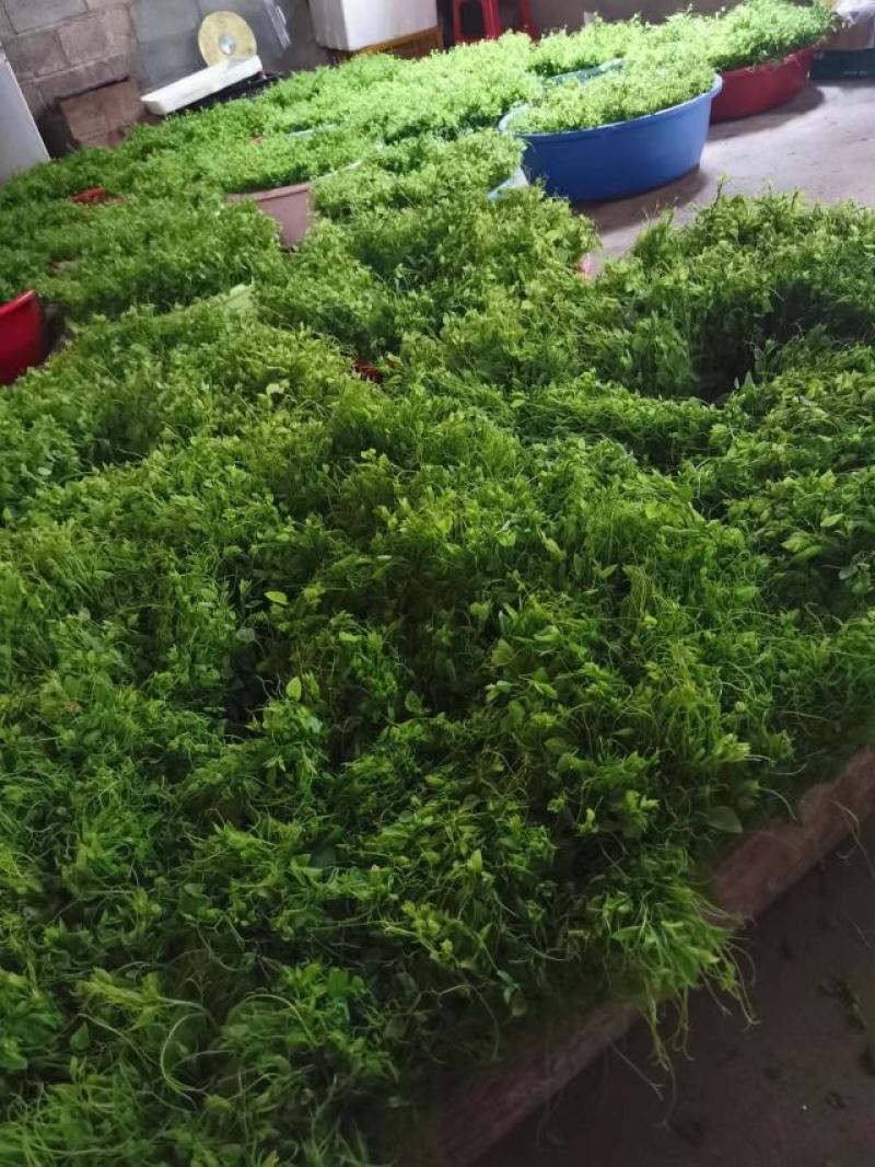 赤苍藤
