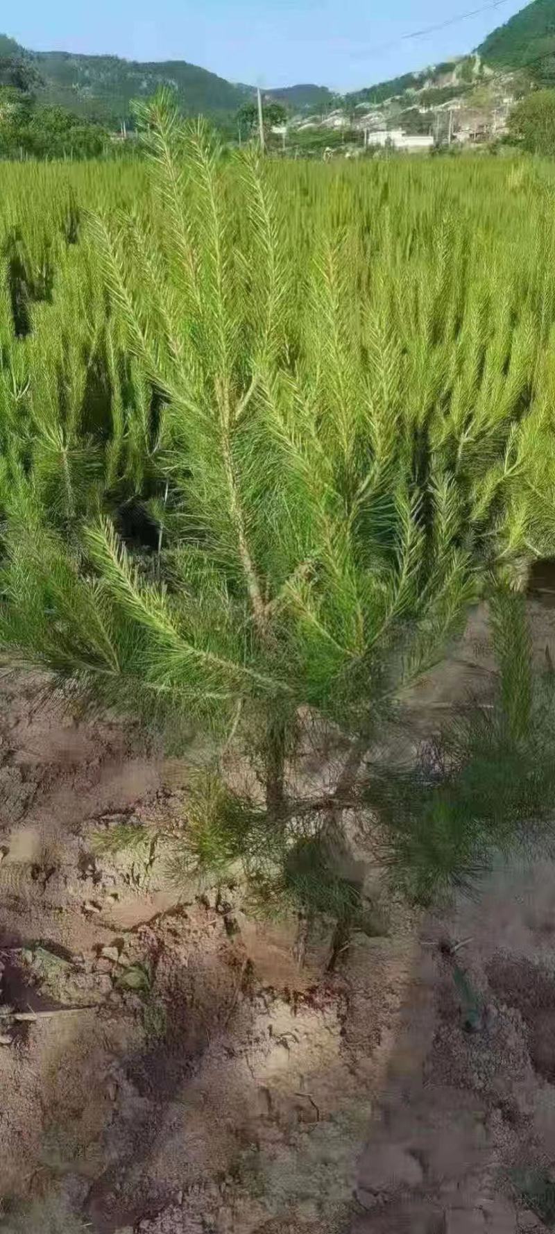 油松杯苗，80起步到一米二18/18——21/21杯子