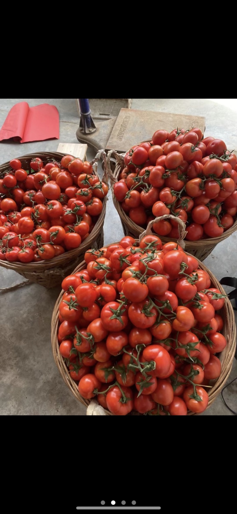 自家蔬菜大棚种植基地，质量保证可实地看货走车价0.7