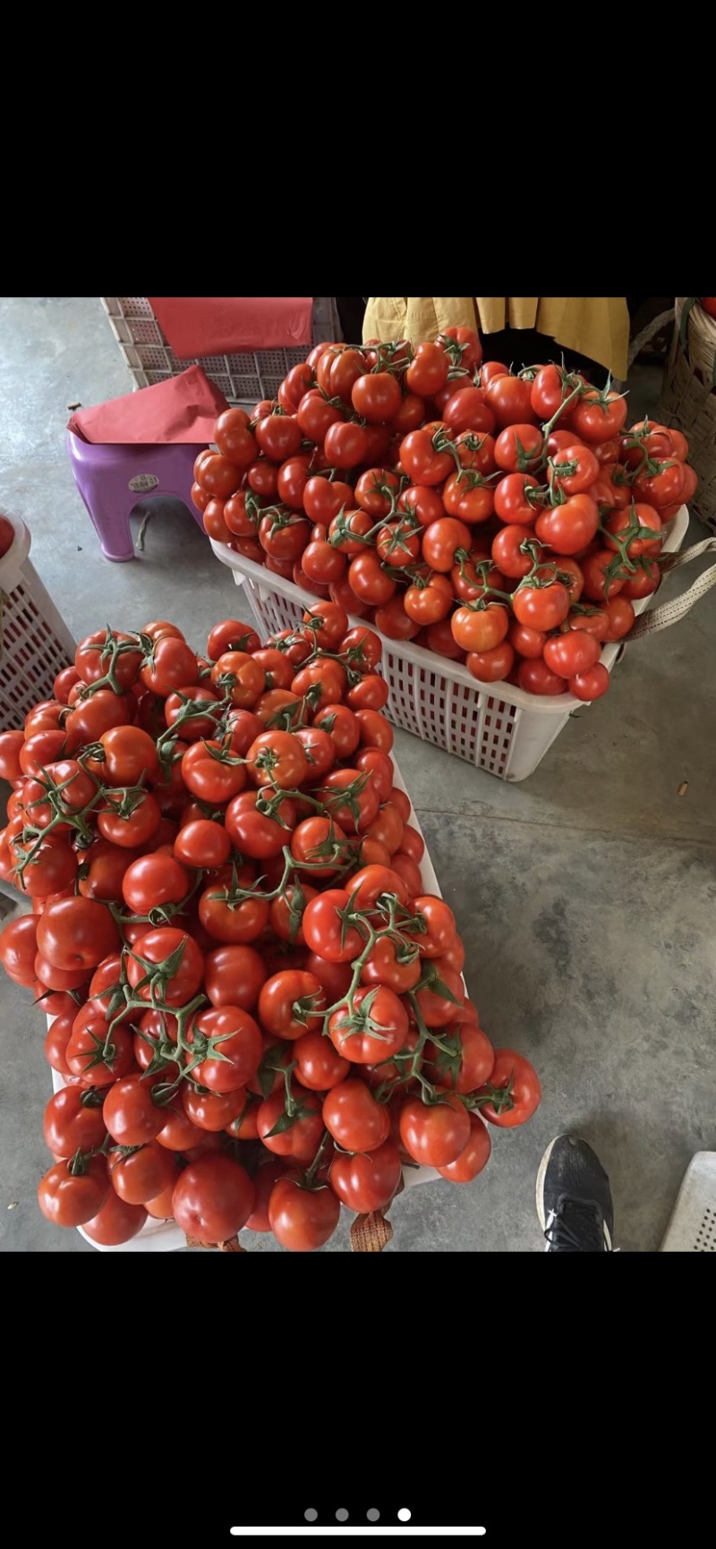 自家蔬菜大棚种植基地，质量保证可实地看货走车价0.7