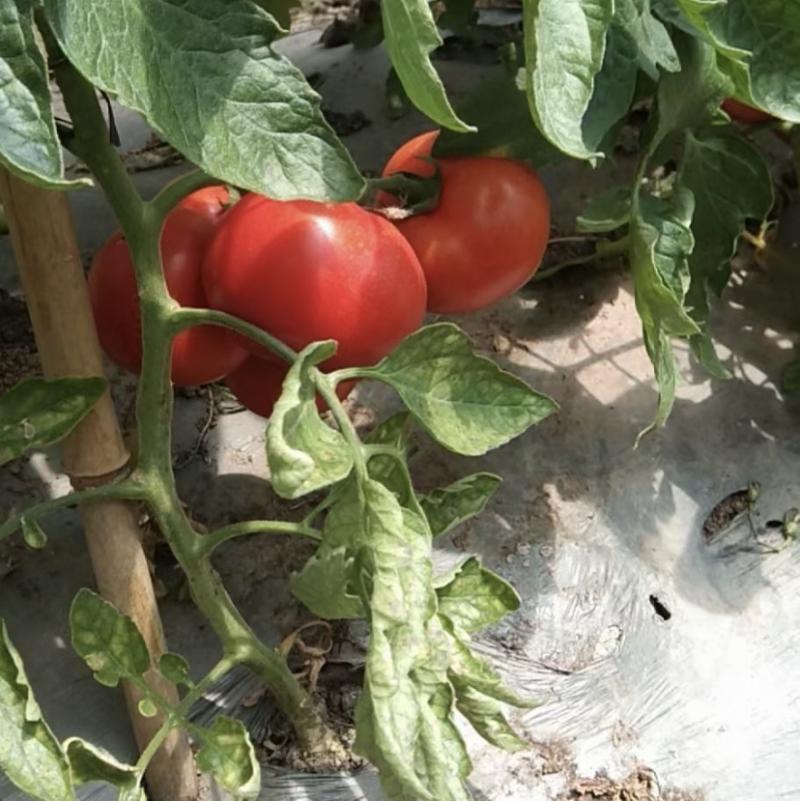 自家蔬菜大棚种植基地，质量保证可实地看货走车价0.7