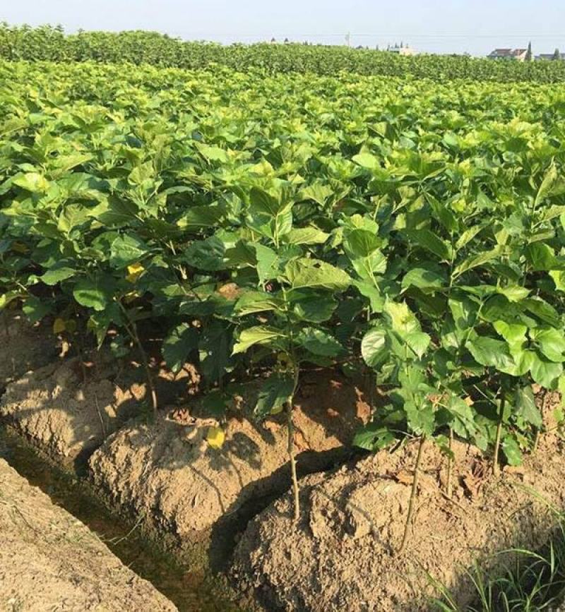 桑树养蚕用苗桑树苗大叶四季桑葚树苗盆栽地栽南方北方桑叶
