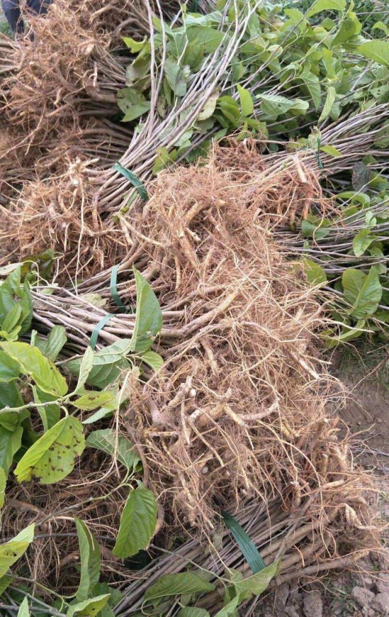桑树养蚕用苗桑树苗大叶四季桑葚树苗盆栽地栽南方北方桑叶