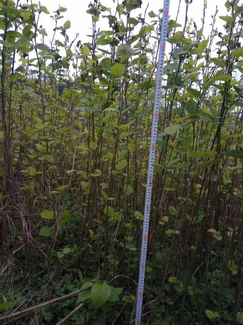 桑树养蚕用苗桑树苗大叶四季桑葚树苗盆栽地栽南方北方桑叶
