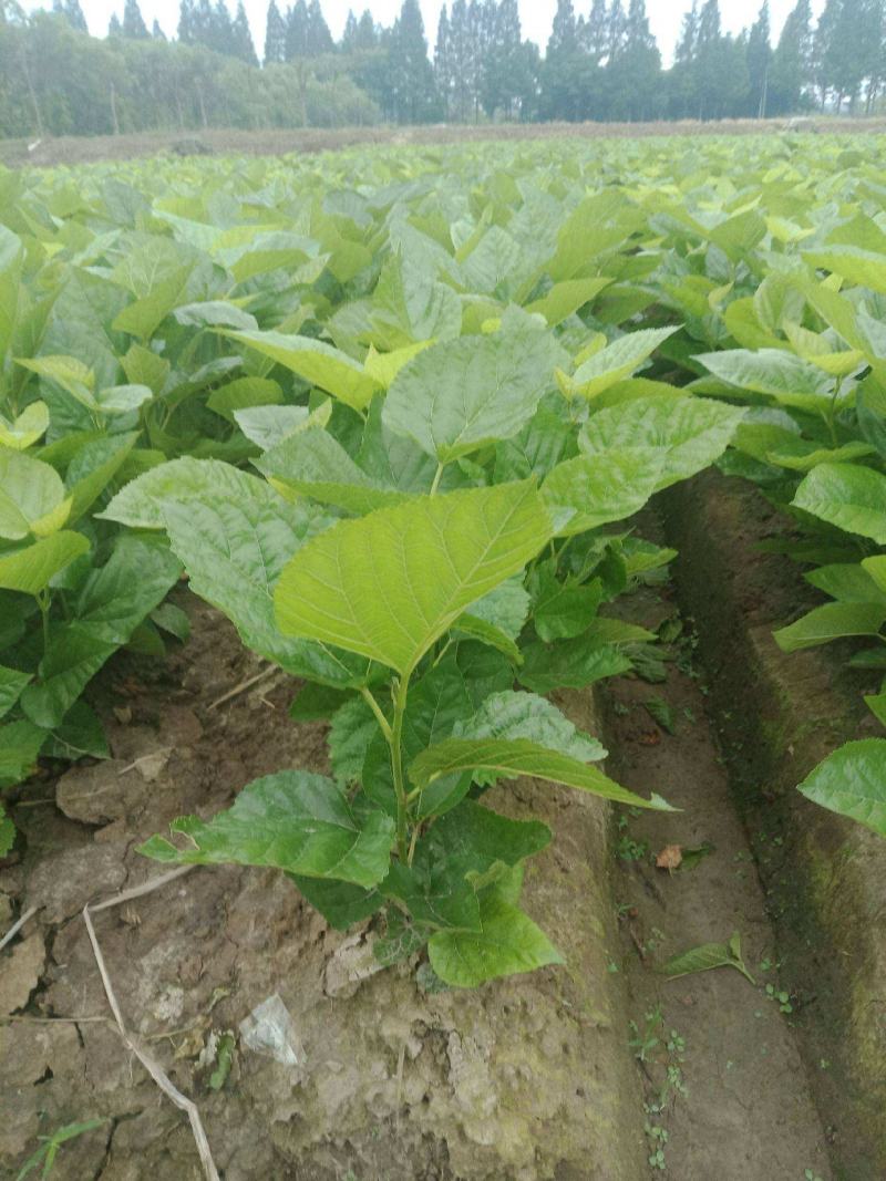 桑树养蚕用苗桑树苗大叶四季桑葚树苗盆栽地栽南方北方桑叶