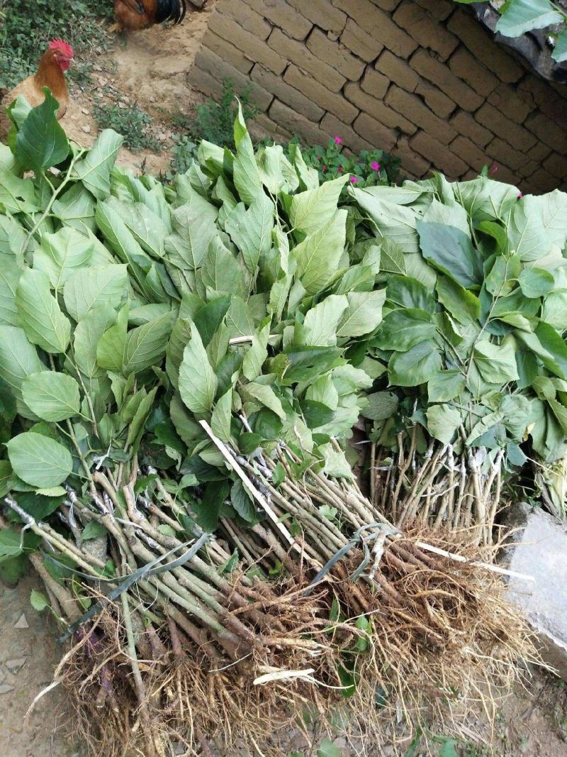 桑树养蚕用苗桑树苗大叶四季桑葚树苗盆栽地栽南方北方桑叶