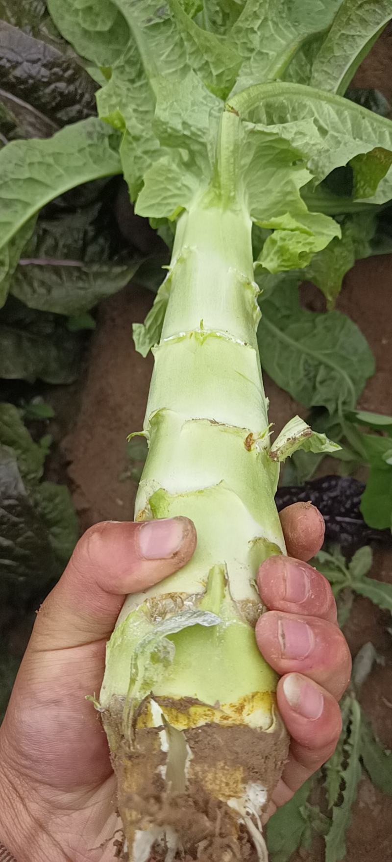 甘肃定西蔬菜莴笋大量上市了，需要的客户联系了