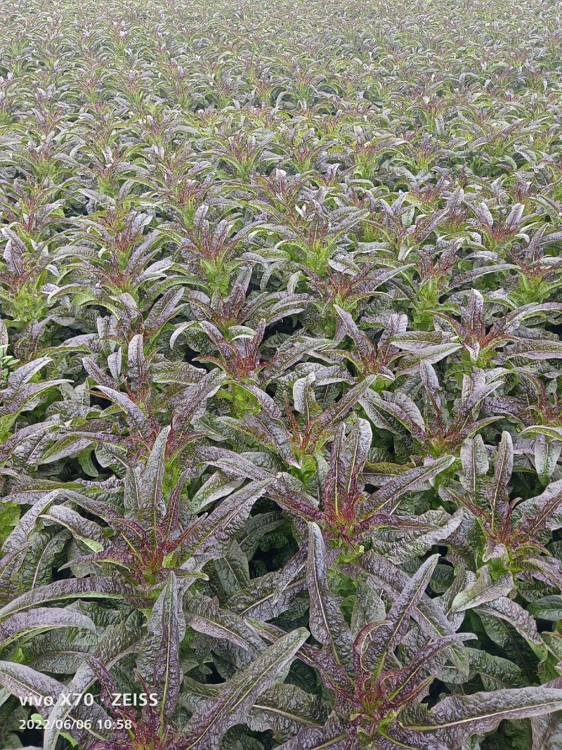 甘肃定西蔬菜莴笋大量上市了，需要的客户联系了