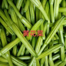 鲜黄花菜新鲜基地直销，黄花菜质量杠杠杠滴价格便宜